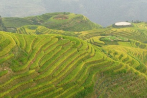 Longji rice terraces in Sept